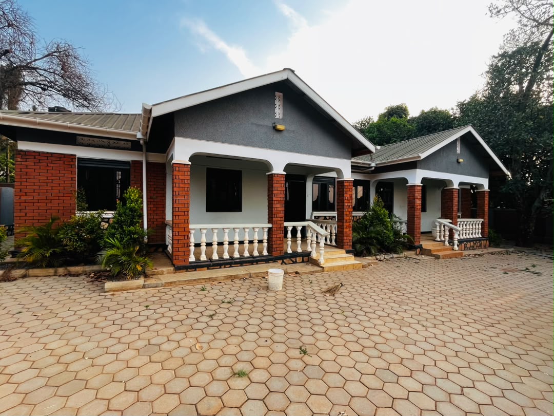 Bangalores for sale